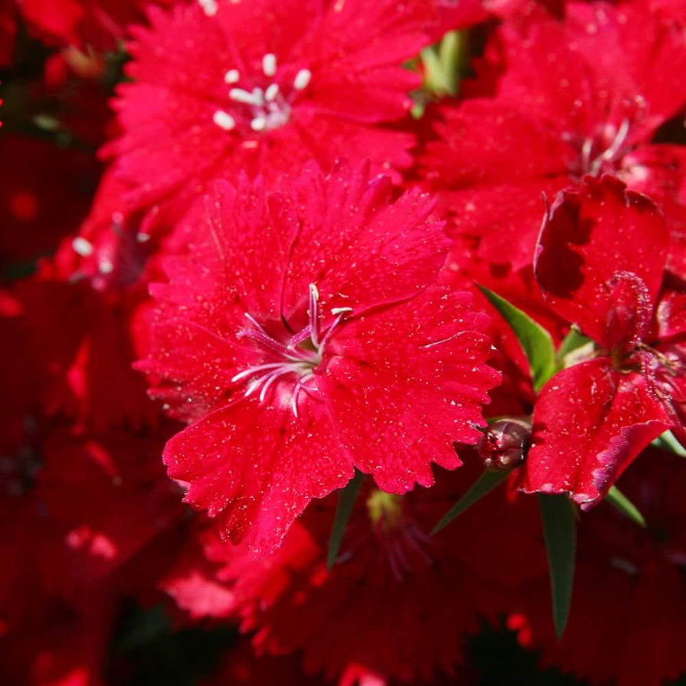 Flashing Lights Dianthus Deltoides flower Seeds