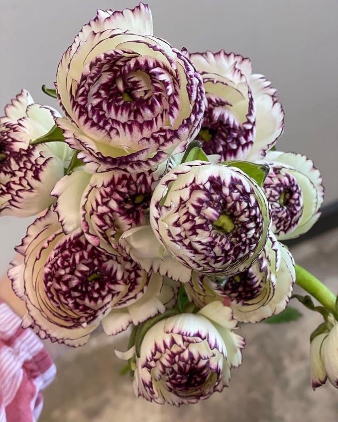Brown Shade Japanese ranunculus Flower seeds for Planting - Fragrant Blossoms, Heirloom & GMO Free Seeds for Home Garden
Sale for planting in home garden.