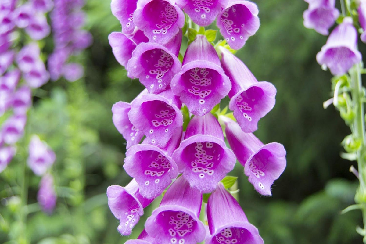 Digitalis Flower seeds for Planting - Shade Tolerant, Heirloom & GMO Free Seeds for Home Garden
Sale for planting in home garden