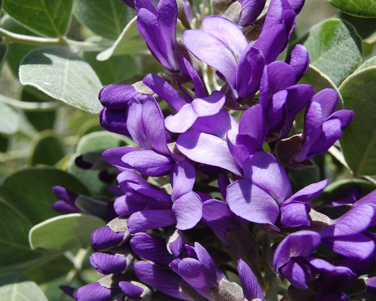 Secundiflora Flower seeds for Planting Drought Tolerant Heirloom & GMO Free Seeds for Home Garden
Sale for planting in home garden