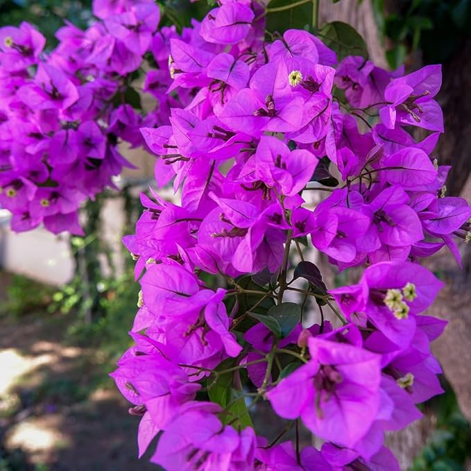 Bougainvillea Flower seeds for Planting - Compact Growth, Heirloom & GMO Free Seeds for Home Garden
Sale for planting in home garden