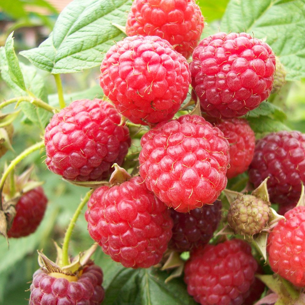 plant raspberries from seed Raspberry Fruit Seeds for Planting – Heirloom, Non-GMO, Easy to Grow, – Pure Asia Seeds