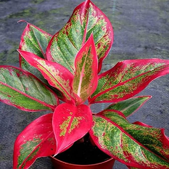 Aglaonema Flower seeds for Planting - Low Maintenance, Heirloom & GMO Free Seeds for Home Garden
Sale for planting in home garden
