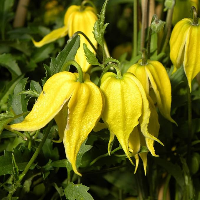 Clematis Tangutica 'Radar Love' Flower Seeds