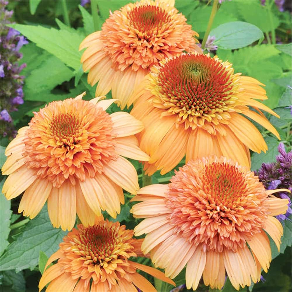 supreme flower seeds Echinacea Supreme Cantaloupe Flower Seeds for Planting – Heirloom, Non – Pure Asia Seeds