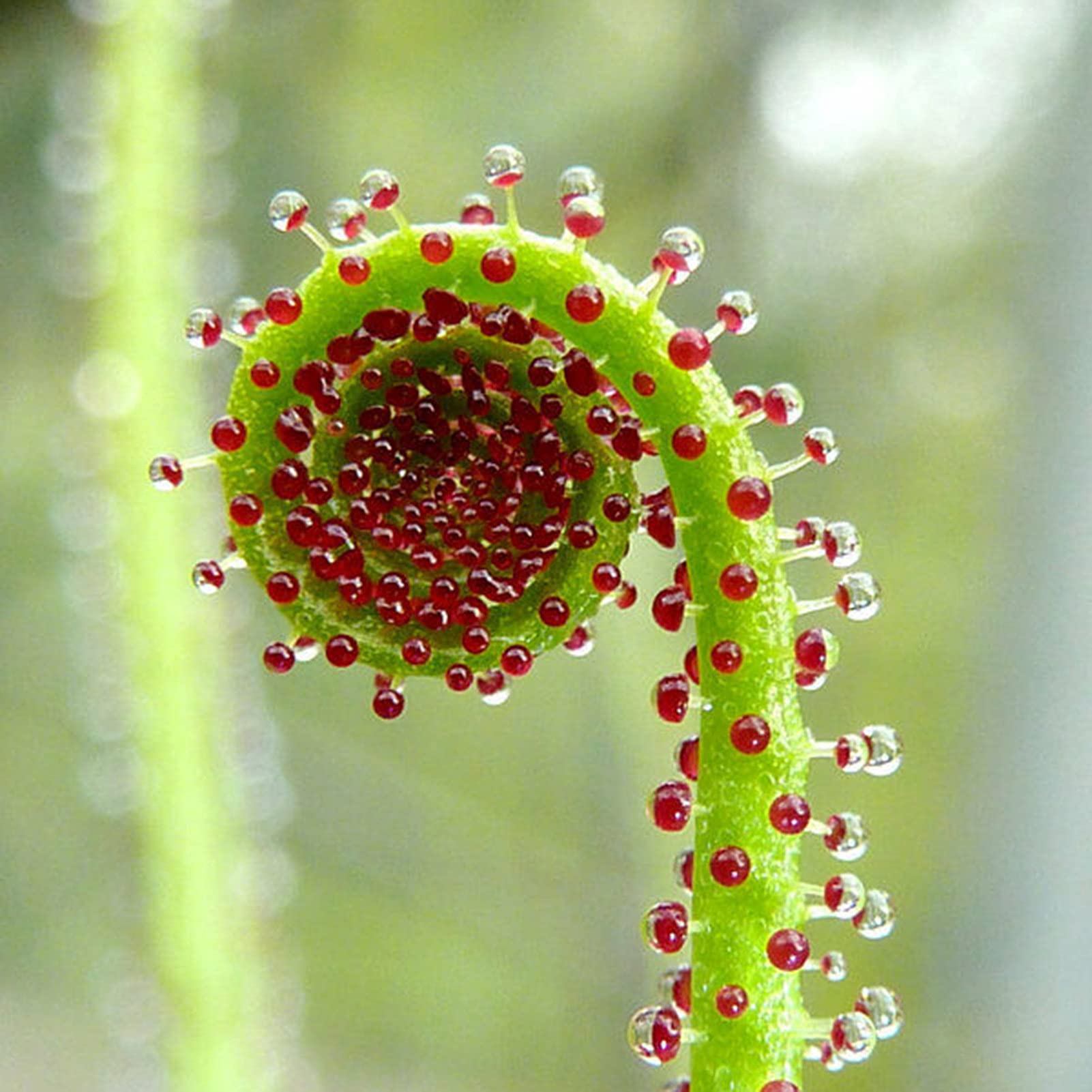 ドロソフィルムの花の種まき用 簡単に育てられる ヘイ | 今すぐ購入