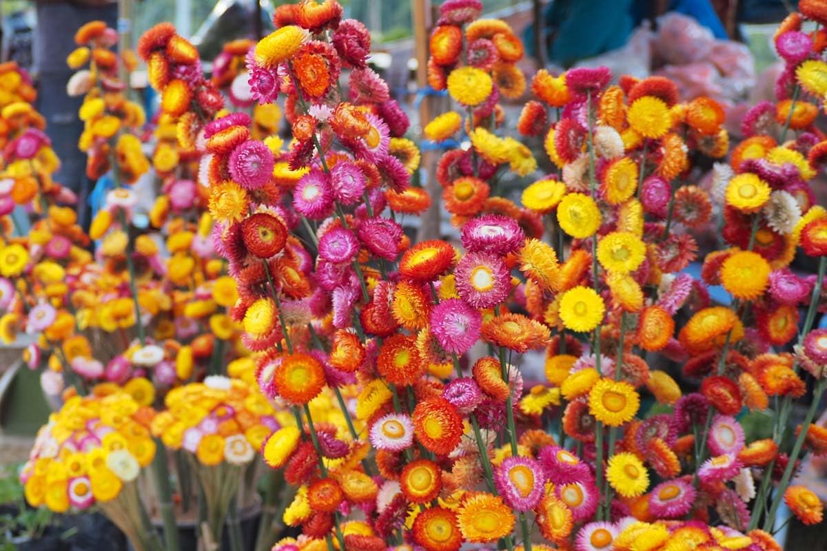 Straw Flower seeds for Planting Bright Blooms Heirloom & GMO Free Seeds for Home Garden
Sale for planting in home garden