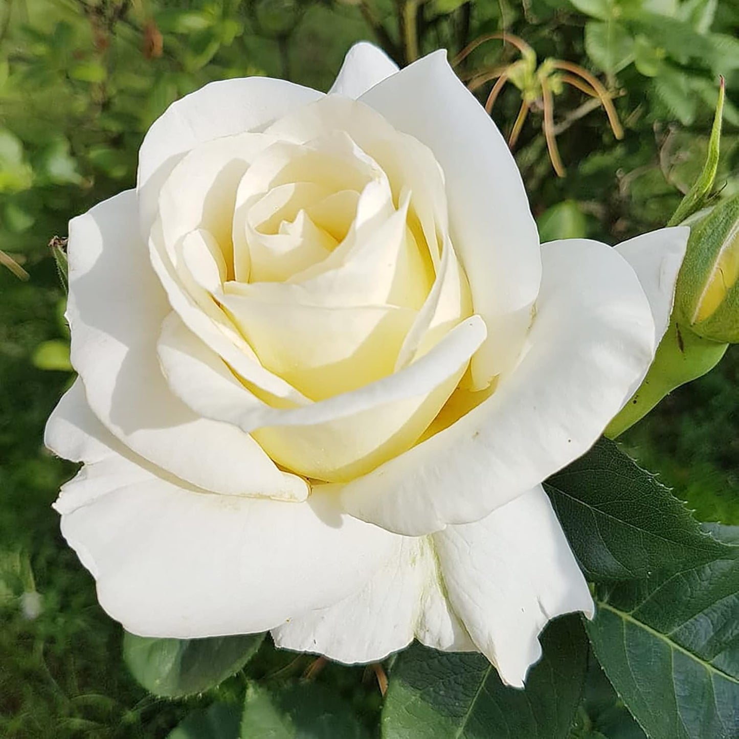 White Rose Flower Seeds