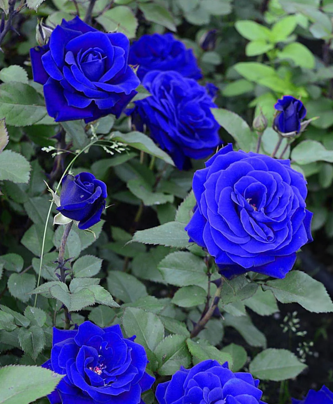 Blue Climbing Rose Flower Seeds