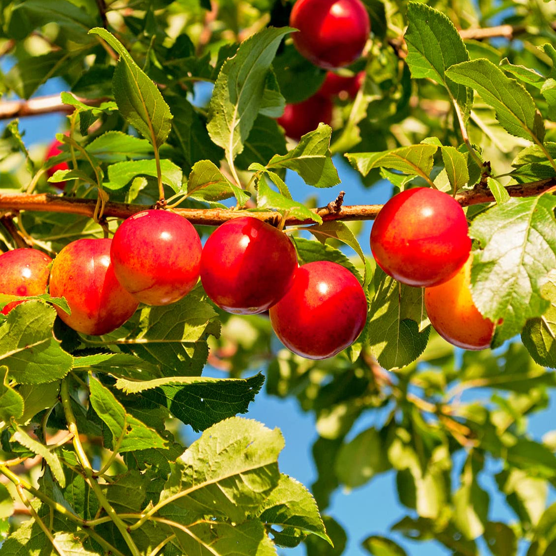 Prunus Cerasifera Fruit Seeds