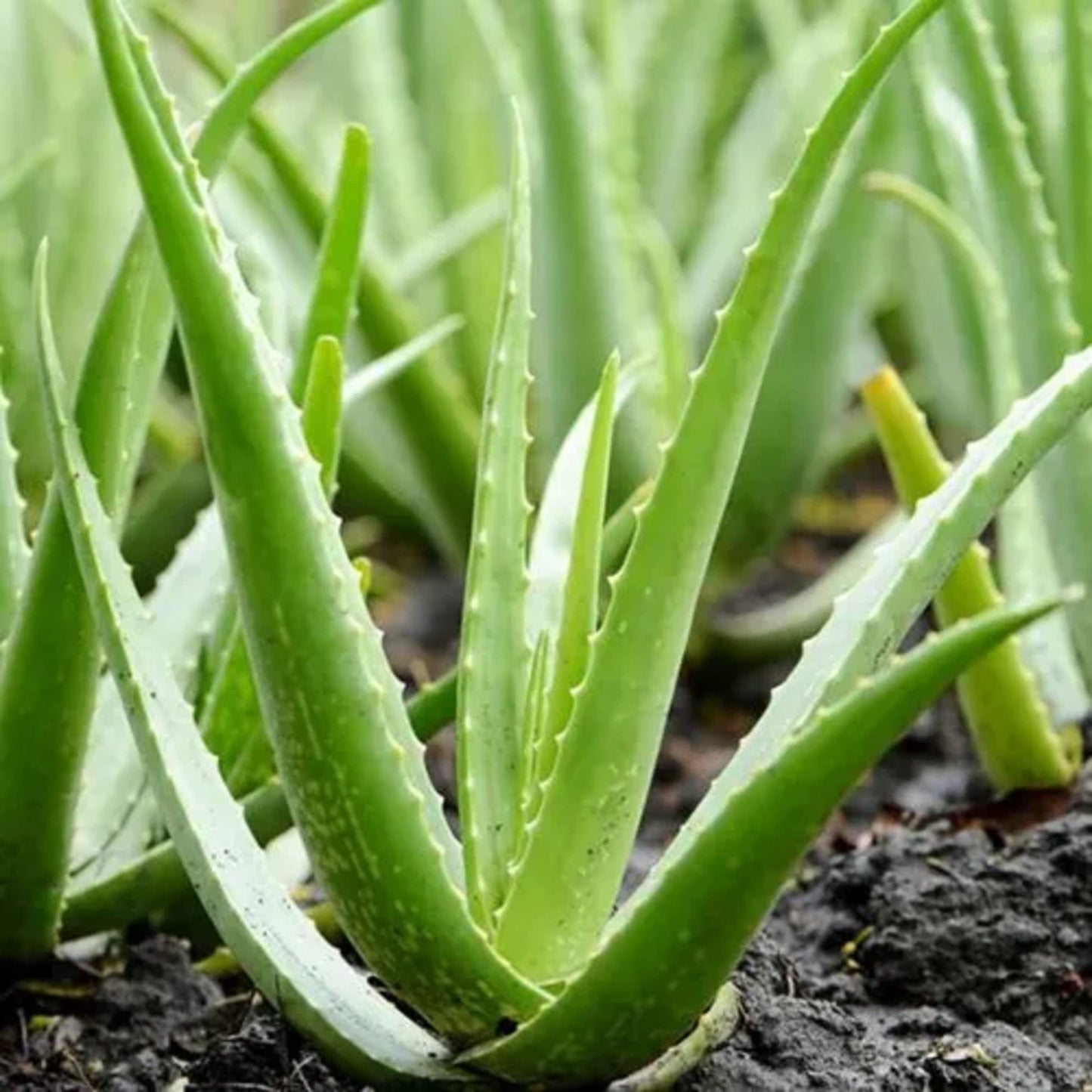 Aloe Vera Herb Seeds for Planting – Heirloom, Non-GMO, Easy to Grow, Medicinal Herb