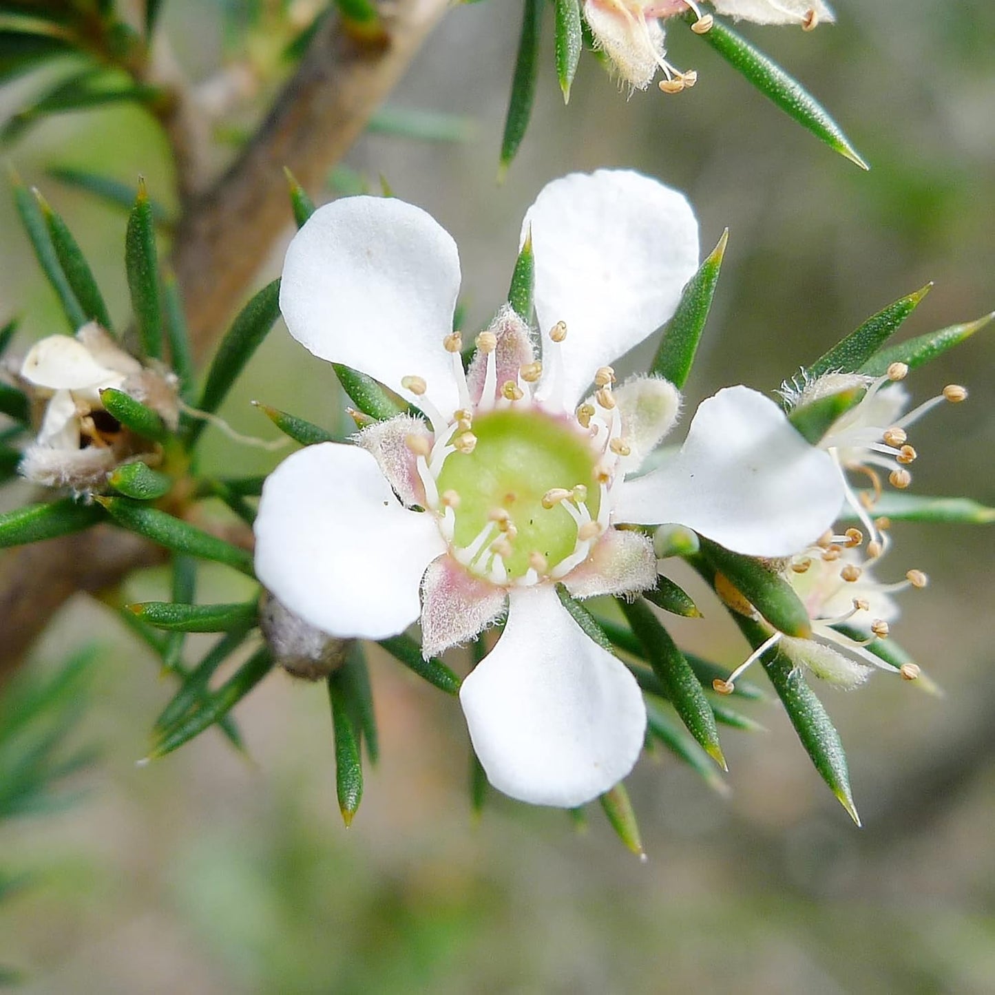 Manuka Tea Flower Seeds
