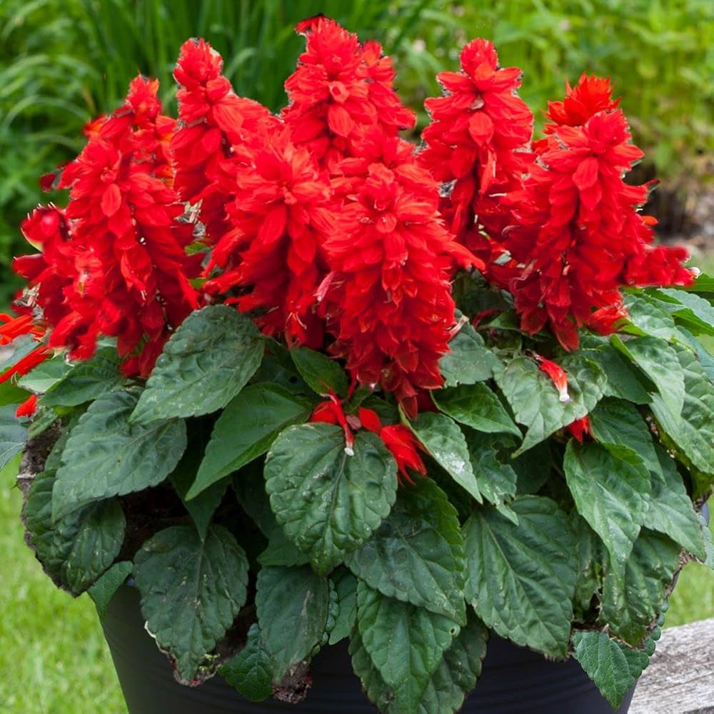 Red Greyia Sutherlandii Flower seeds for Planting - Long Bloom Season, Heirloom & GMO Free Seeds for Home Garden