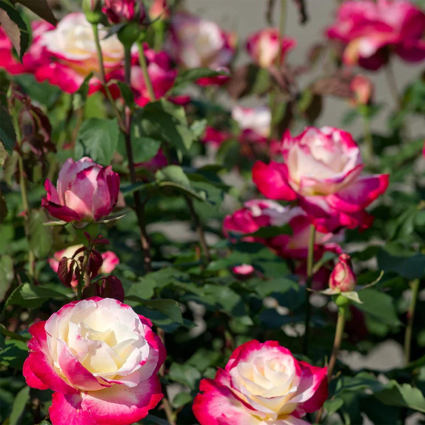 Semillas de flores Rosa Double Delight