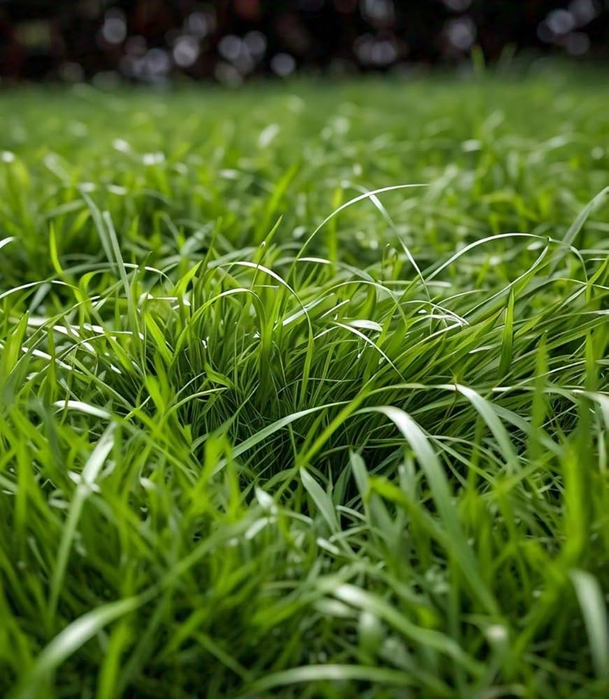 Semillas de hierba zoysia