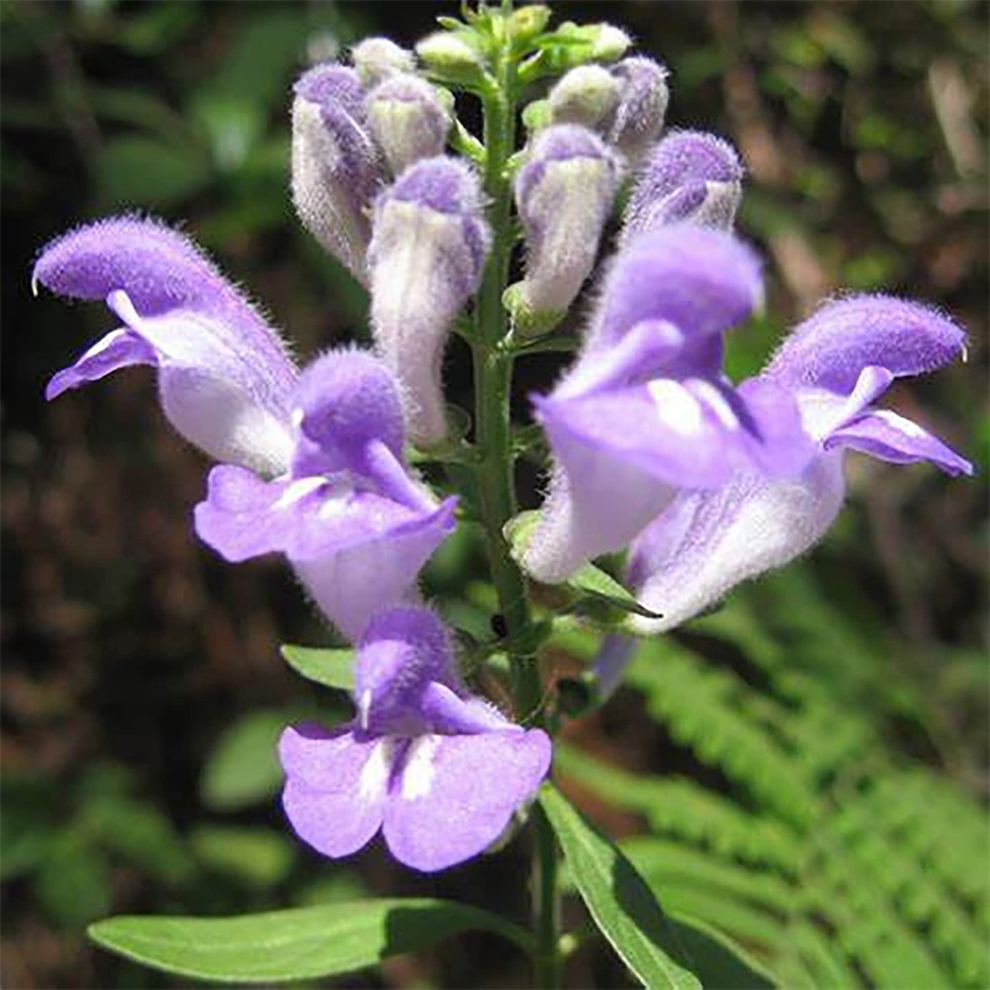 Purple Scutellaria Flower seeds for Planting - Cottage Garden Essential, Heirloom & GMO Free Seeds for Home Garden