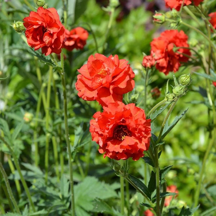 Double Bloody Mary Geum Flower Seeds