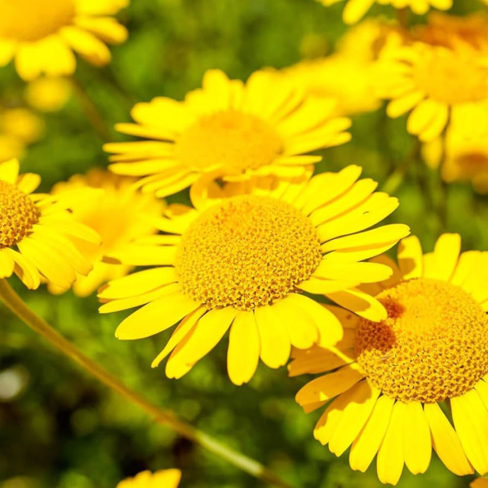 Golden Marguerite Flower Seeds