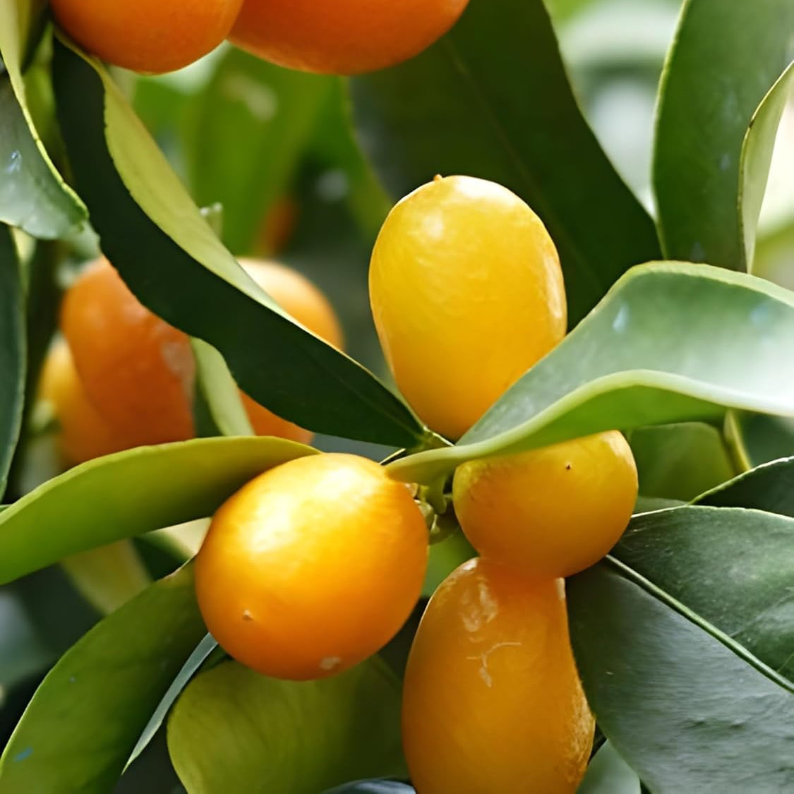 Semillas de fruta de naranja kumquat
