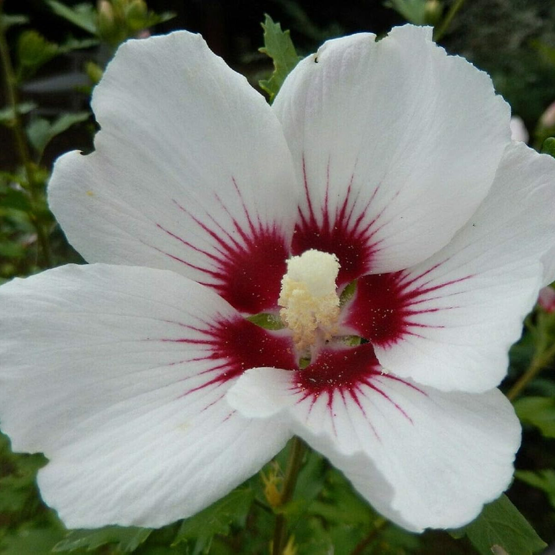 White Eye Hibiscus Flower Seeds