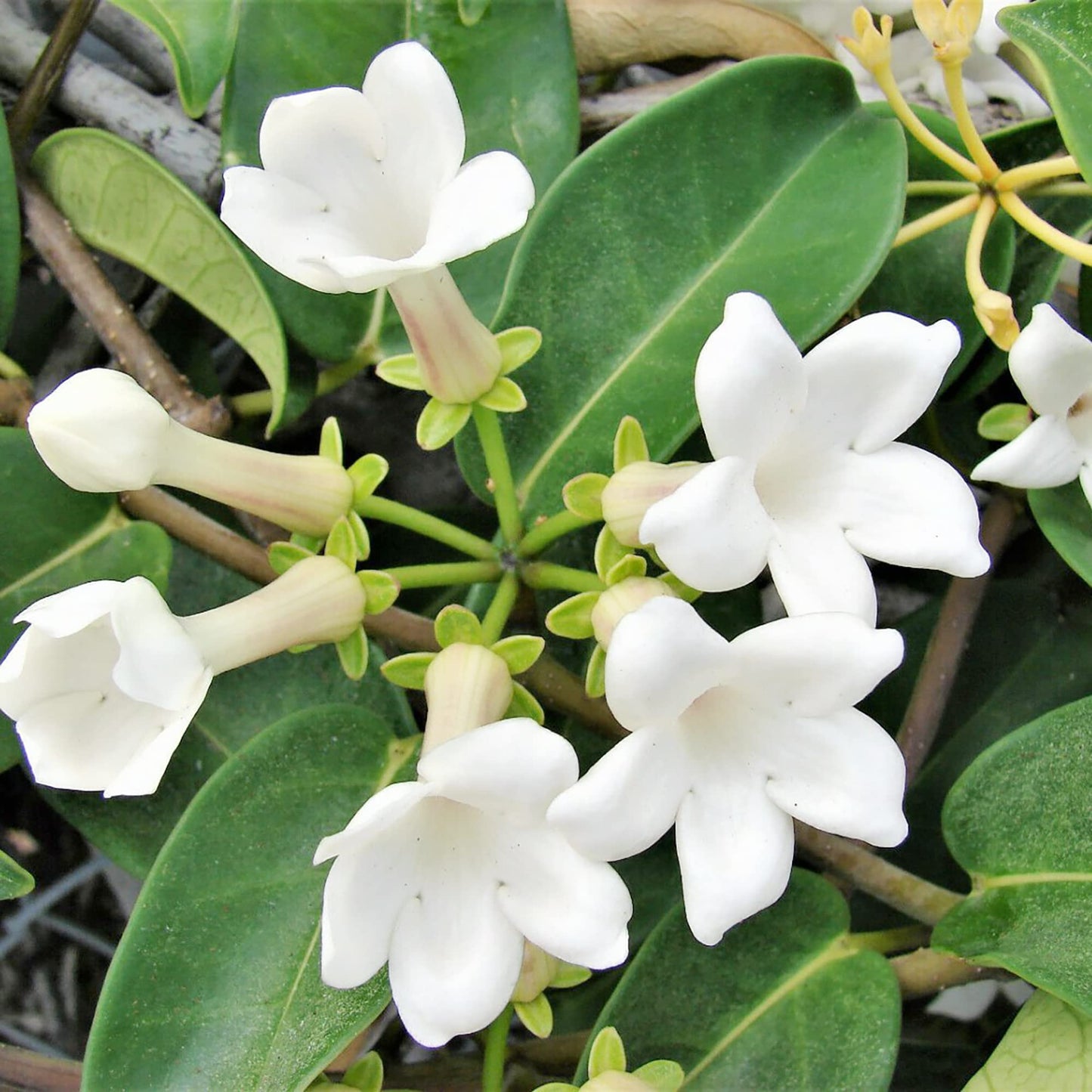 Madagascar Jasmine Flower Seeds