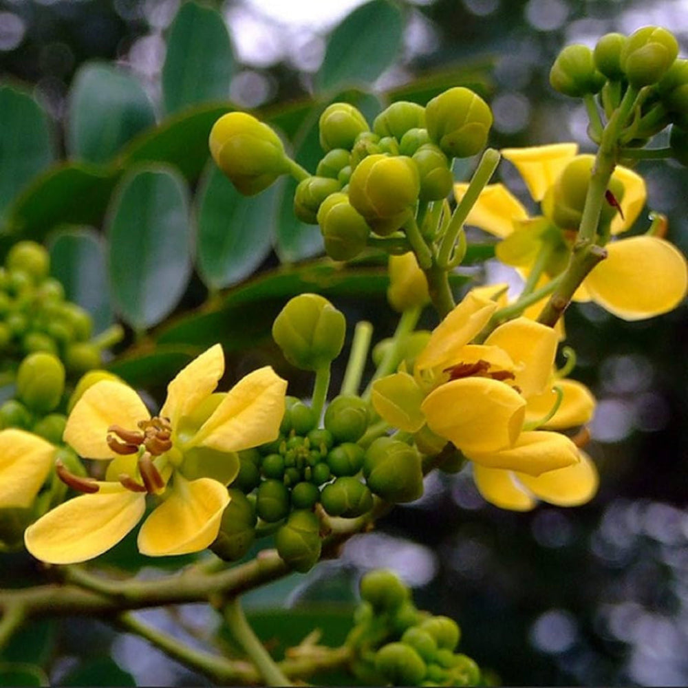 Cassia Siamea (Kassod) Tropical Flower Seeds