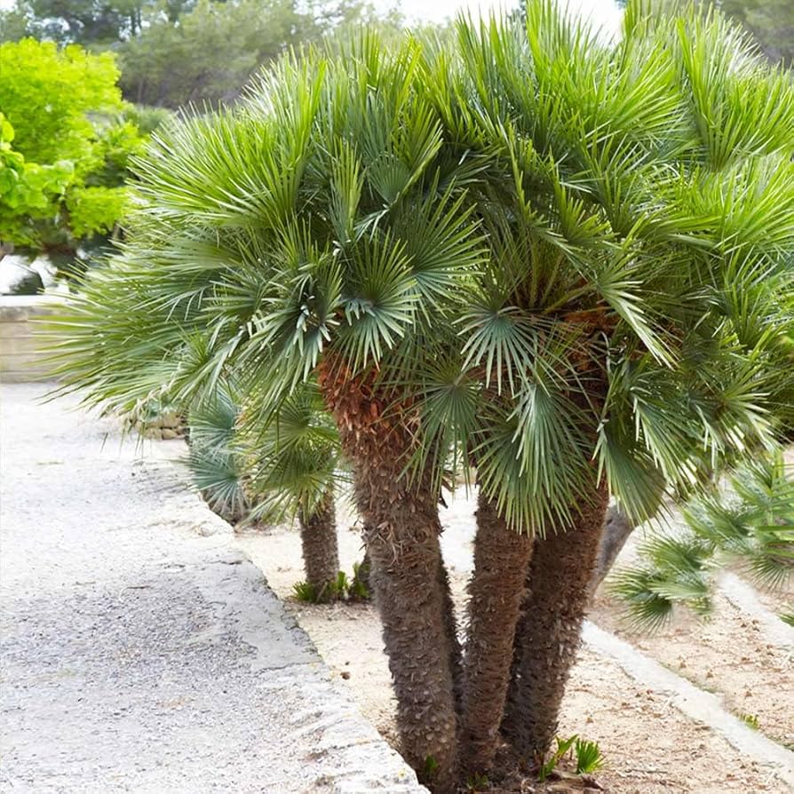 Graines de plante Chamaerops Humilis