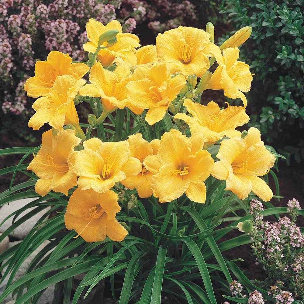 Daylily Flower Seeds for Planting – Heirloom, Non-GMO, Easy to Grow, Perennial Blooms