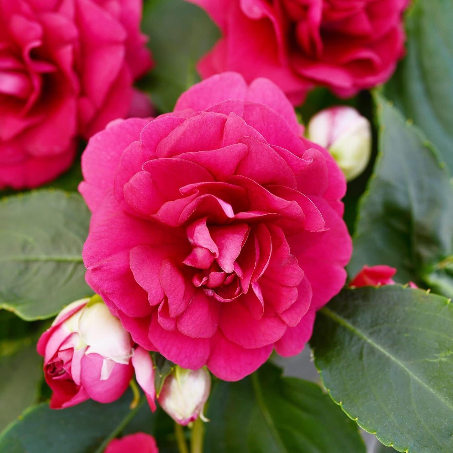 Double Impatiens Flower Seeds