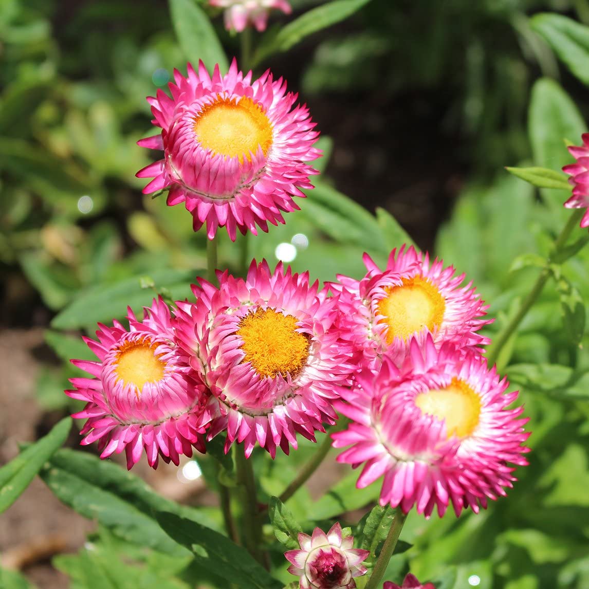 margarita flower seeds Paper Daisy Flower Seeds for Planting – Heirloom, Non-GMO, Easy to Gro – Pure Asia Seeds