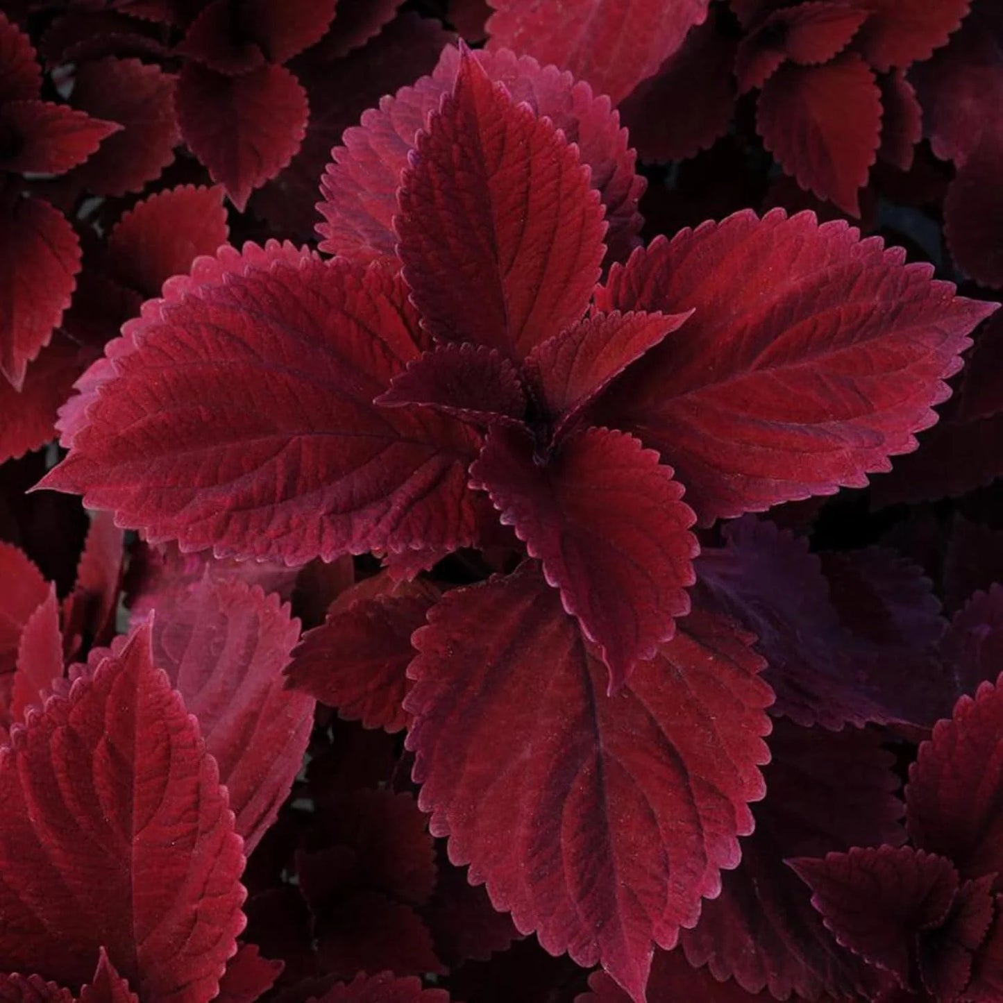 Coleus 'Redhead' Herb Seeds