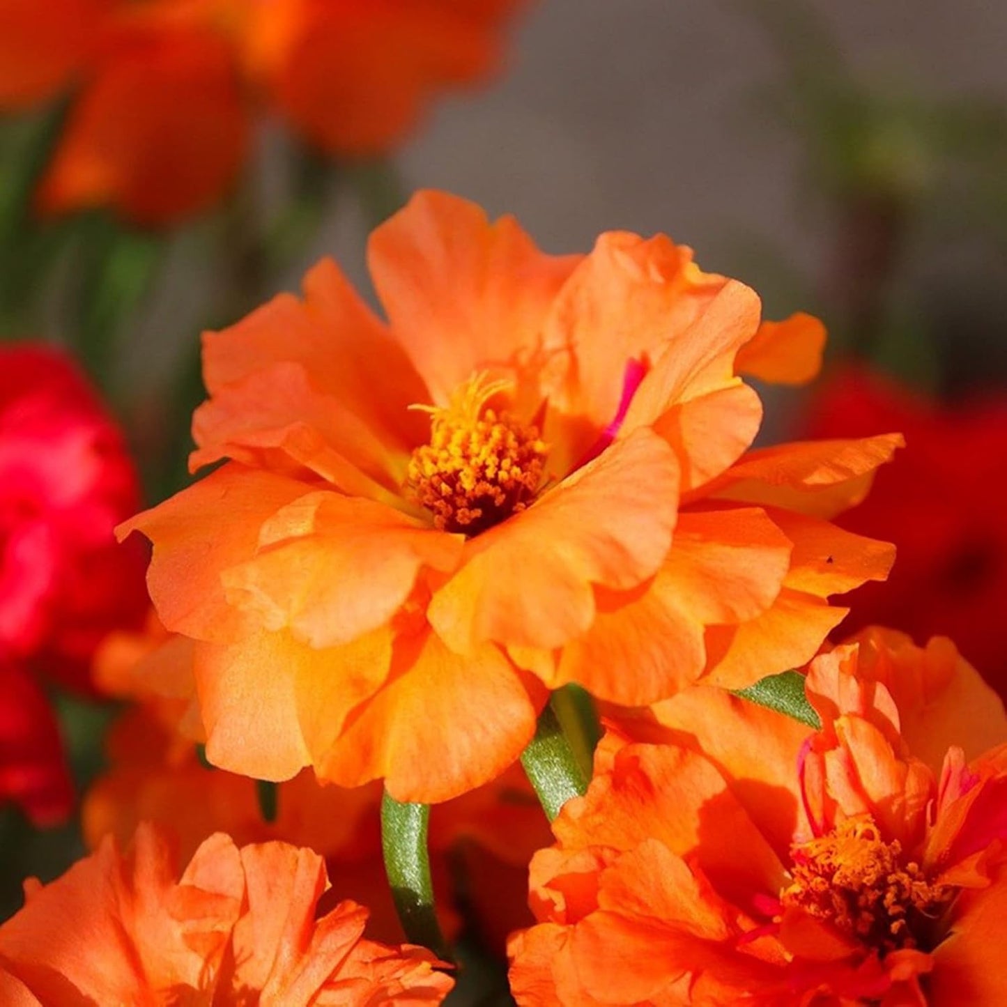 Orange Moss Rose Flower Seeds