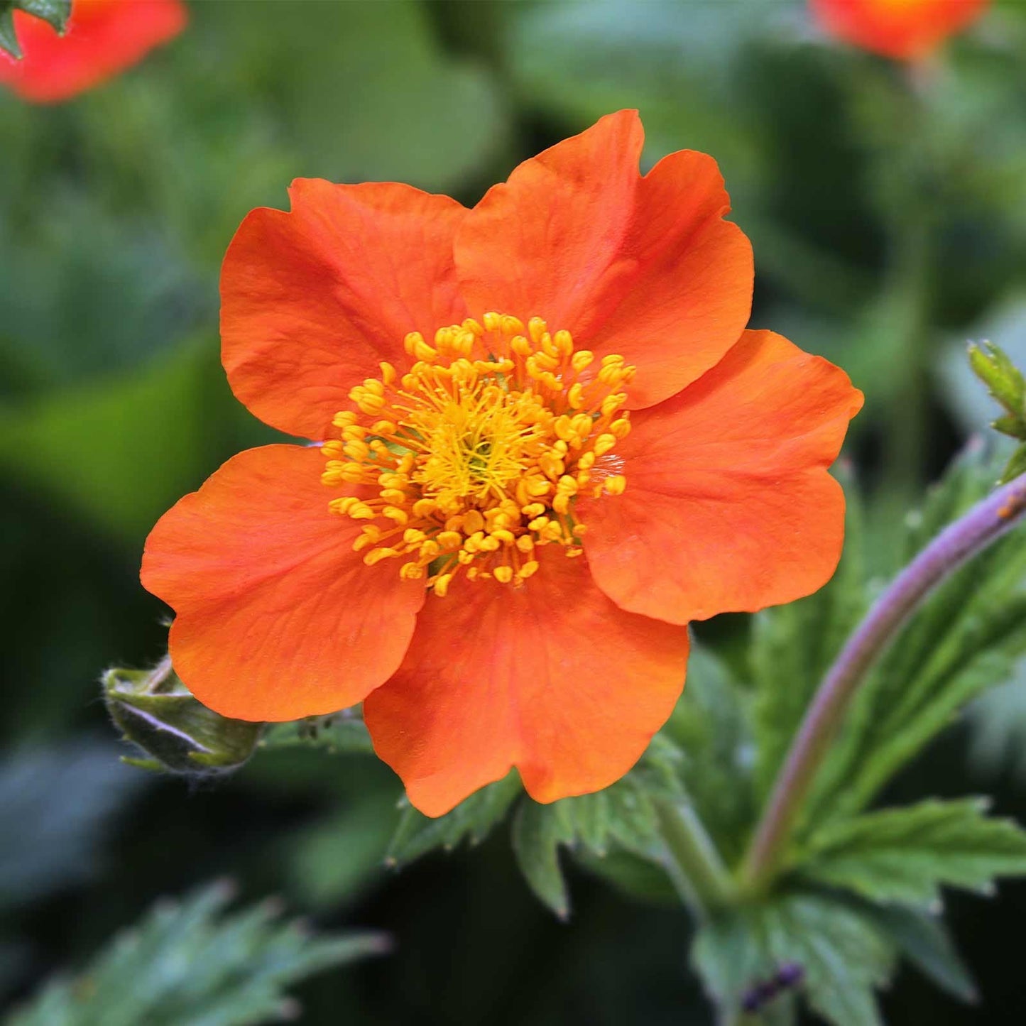 Geum Chiloense Blumensamen zum Pflanzen Duftende Blüten Erbstücksamen & GVO-freie Samen für den Hausgarten