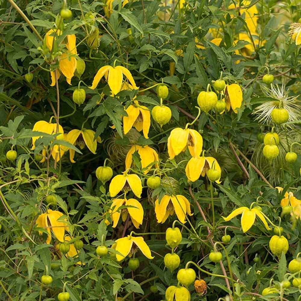Clematis Tangutica 'Radar Love' Flower Seeds
