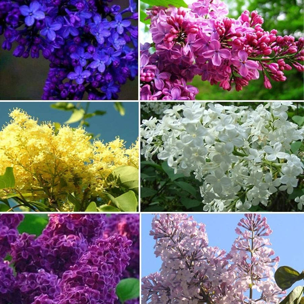 Semillas de flores lilas mixtas