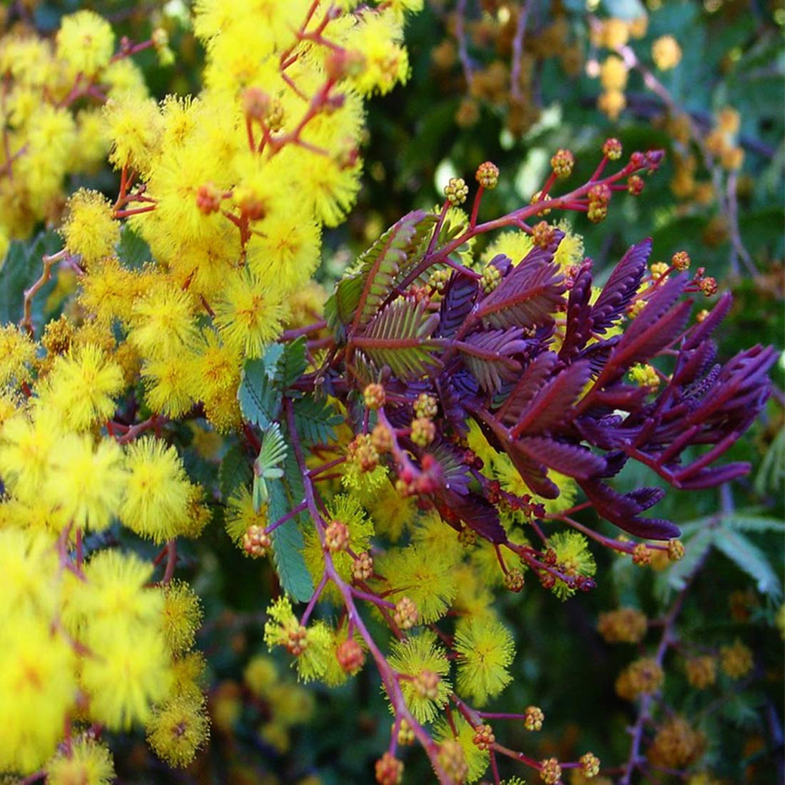 Semillas de flores de Acacia Baileyana 'Purpurea'