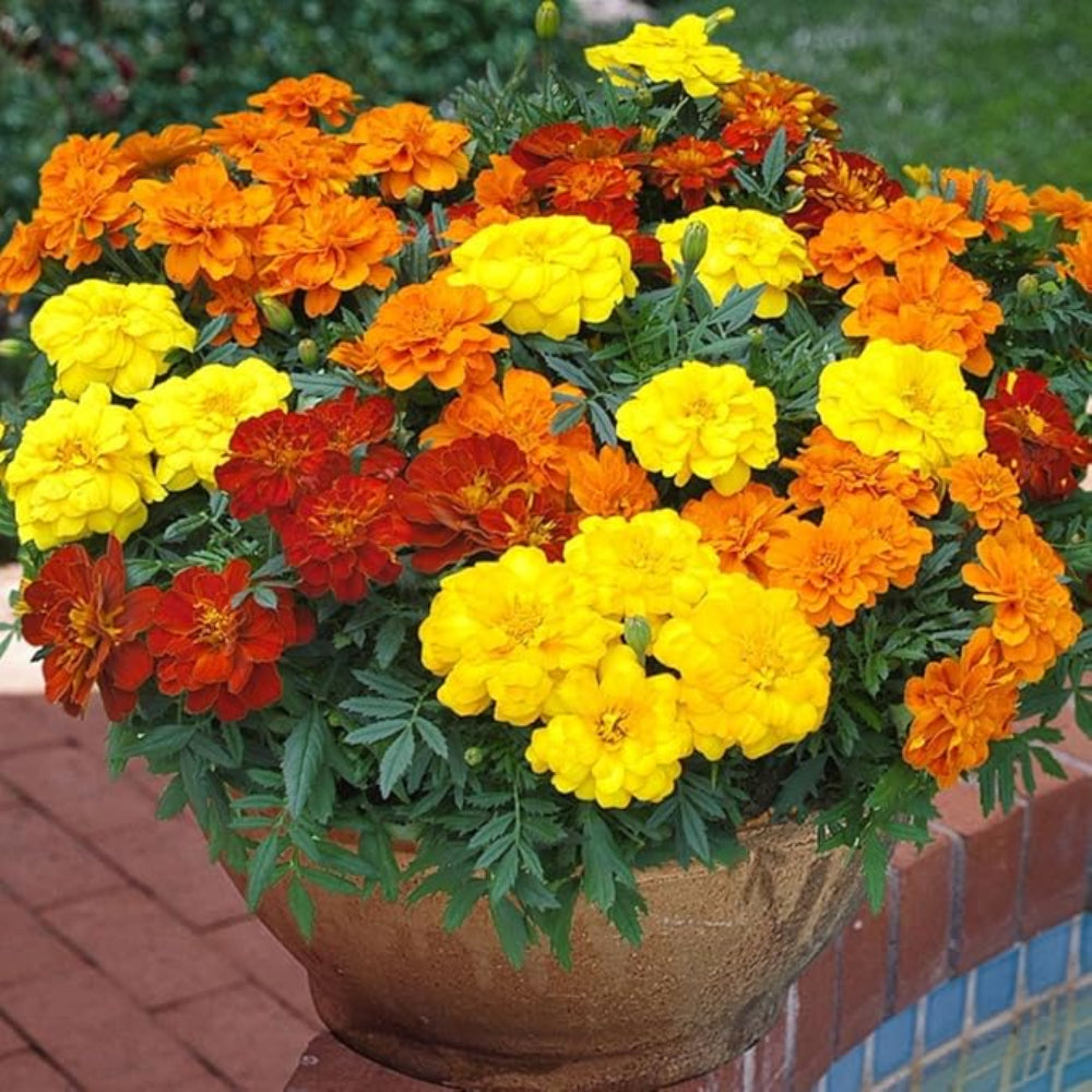 durango marigold seeds French Marigold 'Durango Outback Mix' Seeds for Planting – Heirloom, N – Pure Asia Seeds