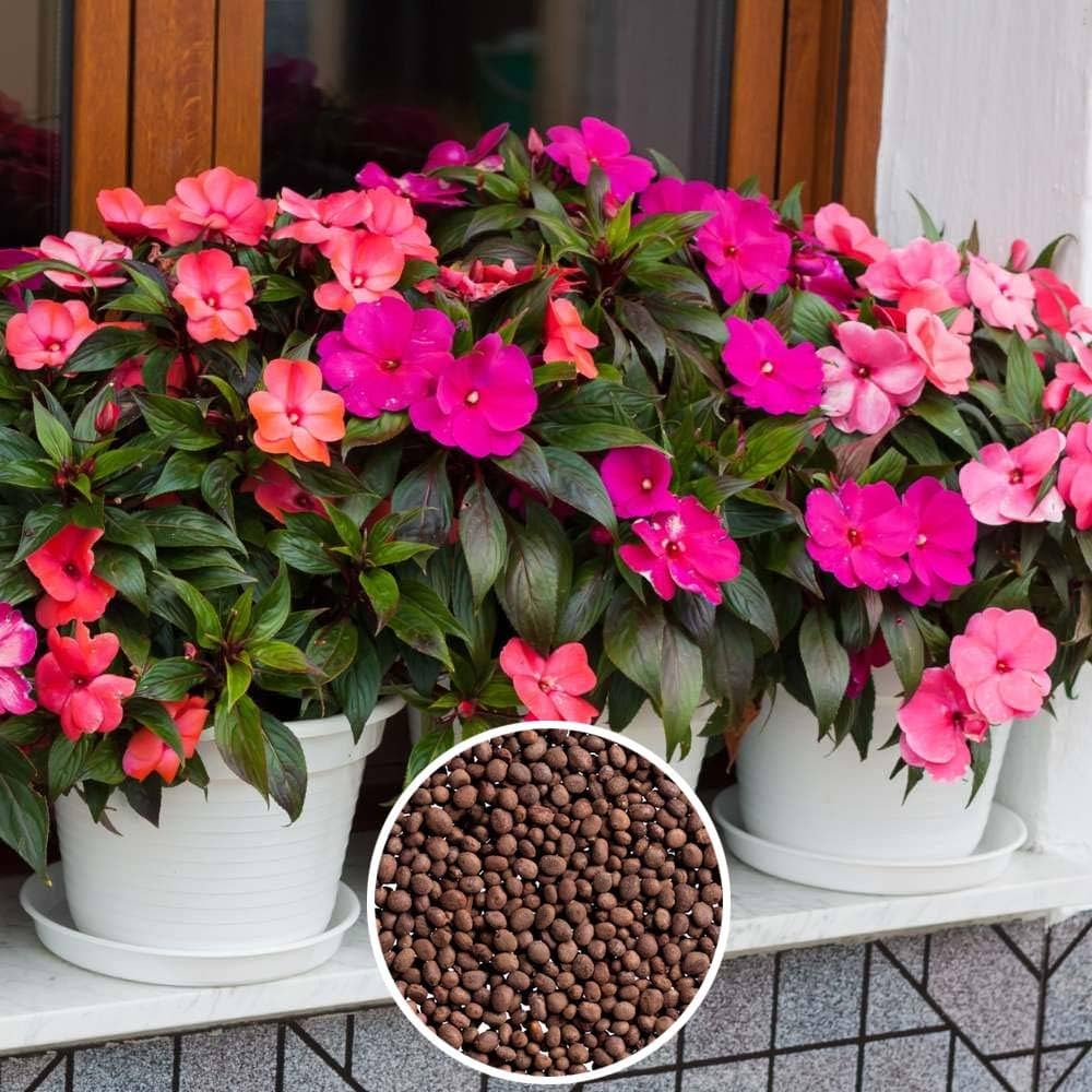 Impatiens Flower Seeds