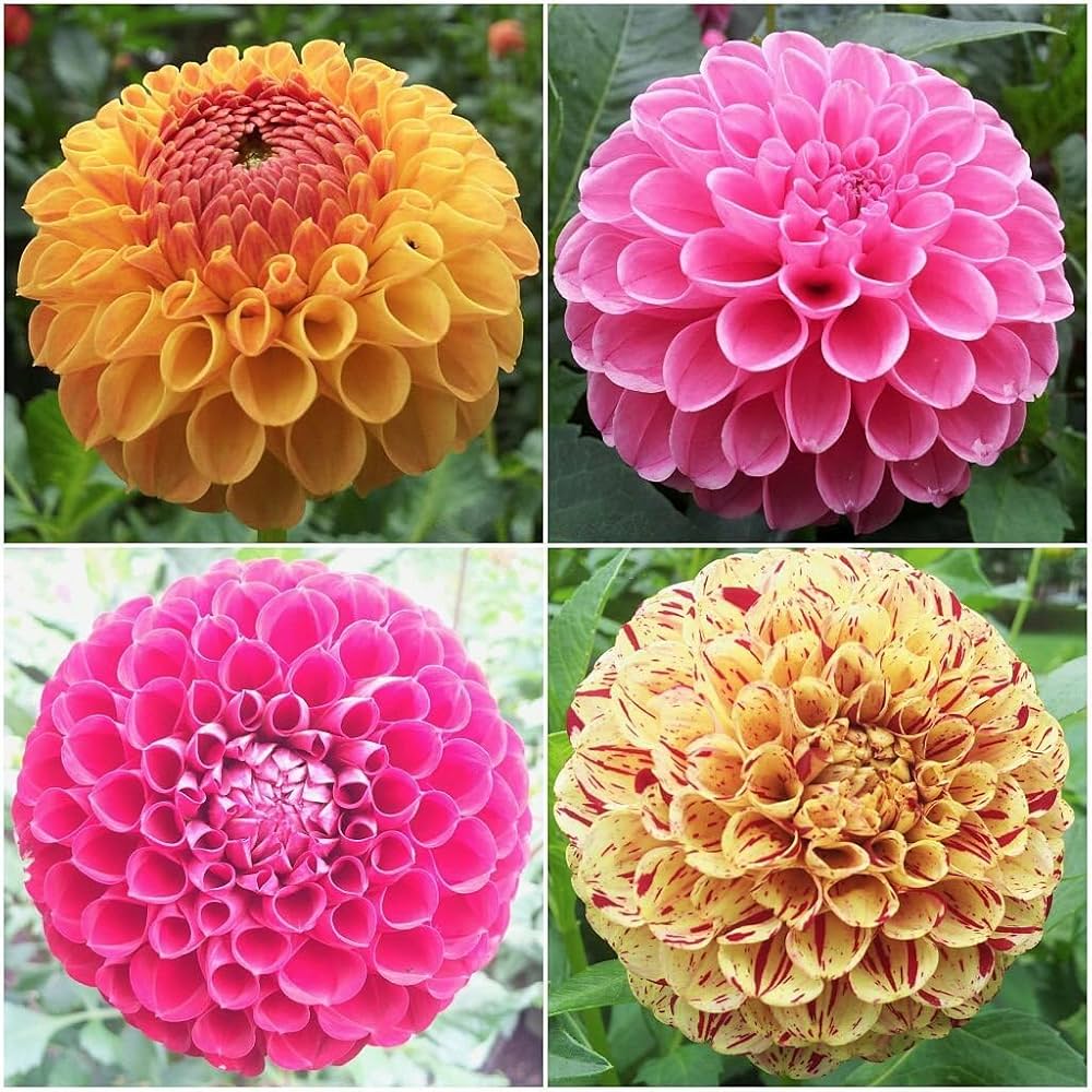Dahlia Flower Seeds