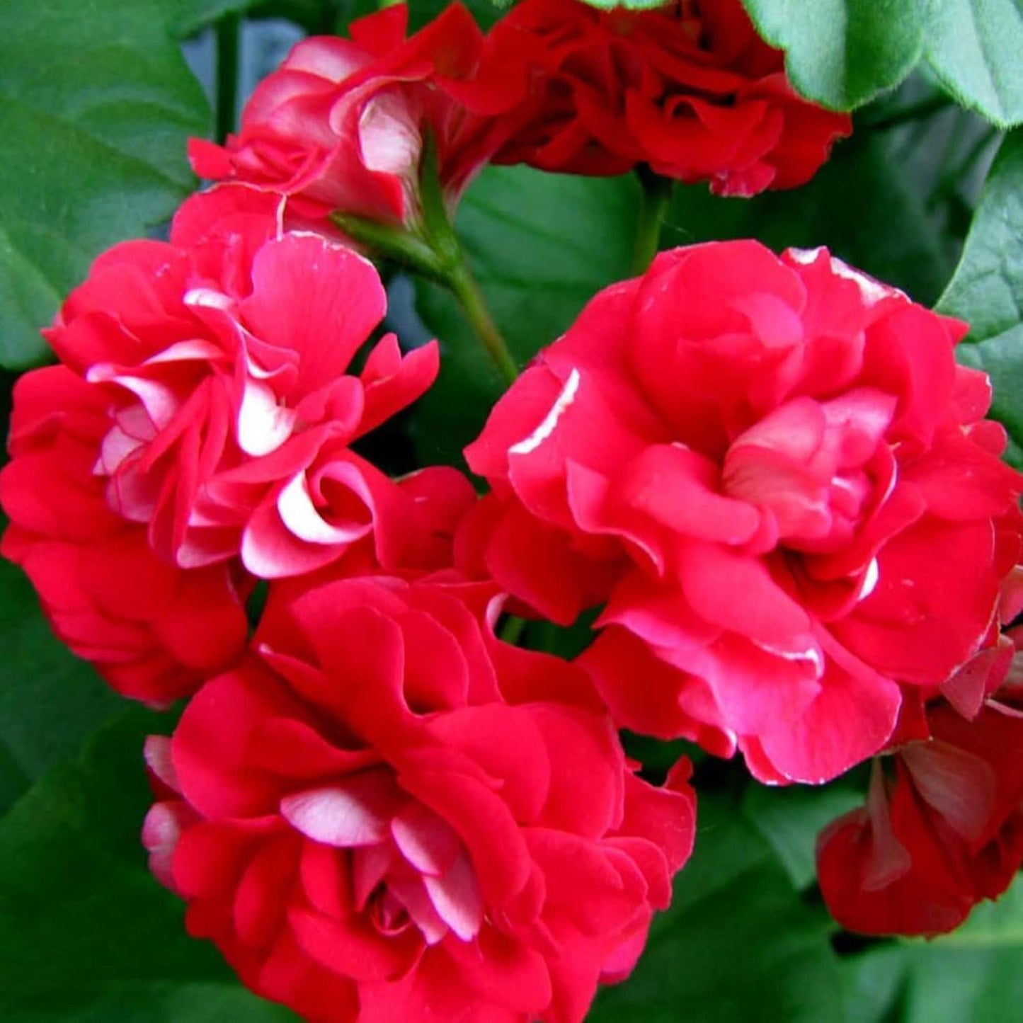 Double Impatiens Flower Seeds