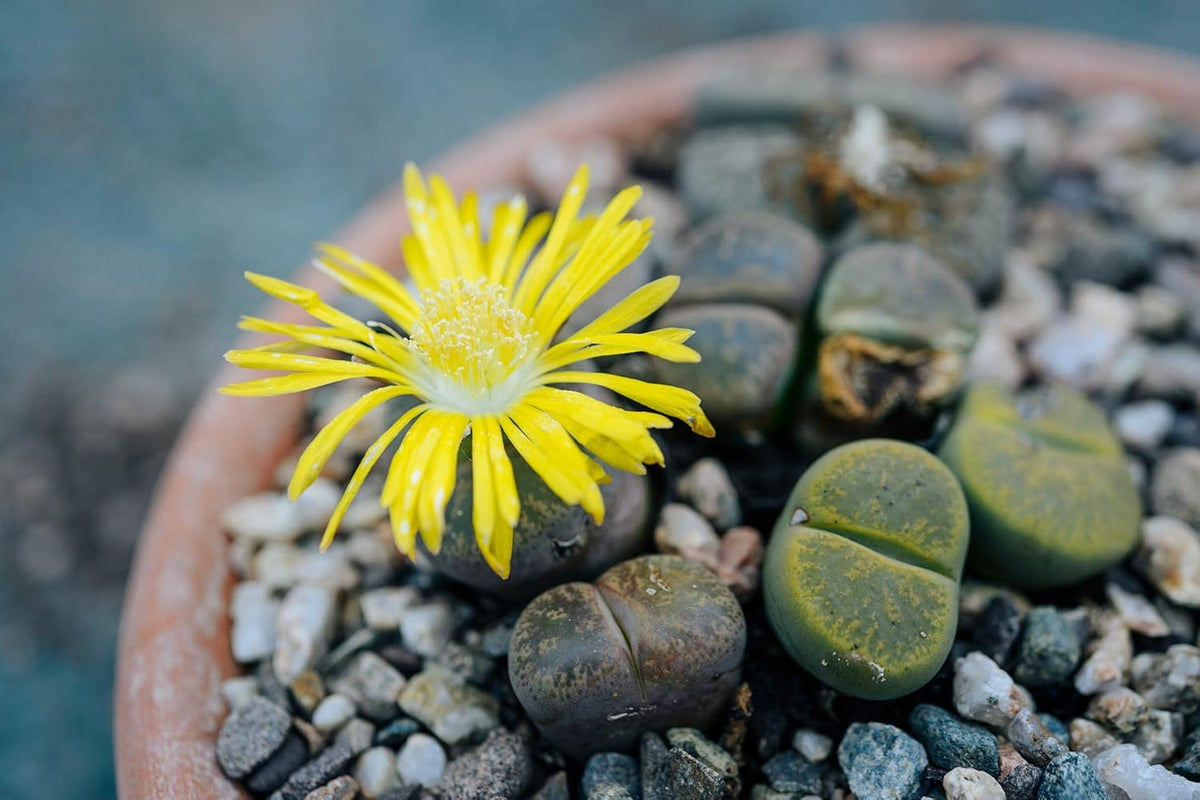 Living Stone Succulent Flower seeds for Planting - Vibrant Colors, Heirloom & GMO Free Seeds for Home Garden
Sale for planting in home garden.
