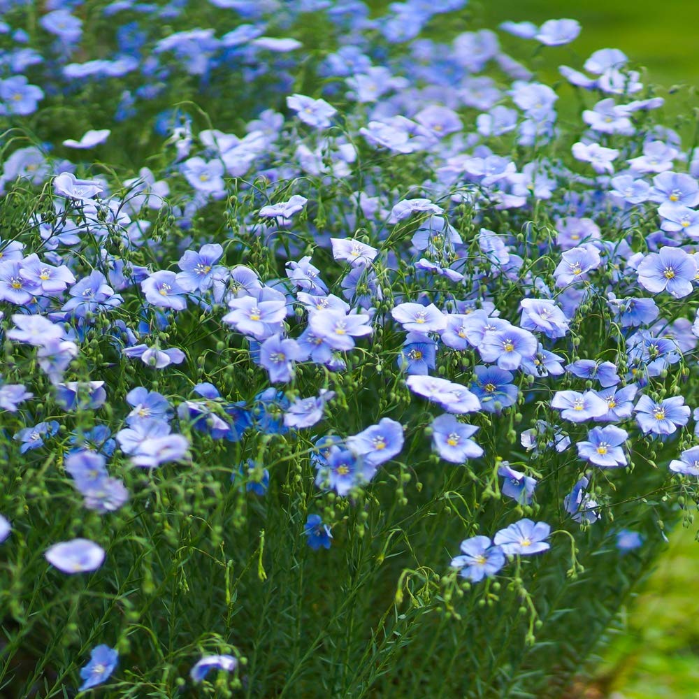 flax seeds flower Flax Flower seeds for Planting