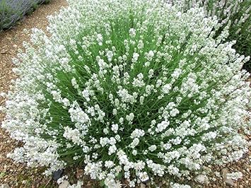 Provence Lavender White Flower seeds for Planting - Sun Loving, Heirloom & GMO Free Seeds for Home Garden
Sale for planting in home garden