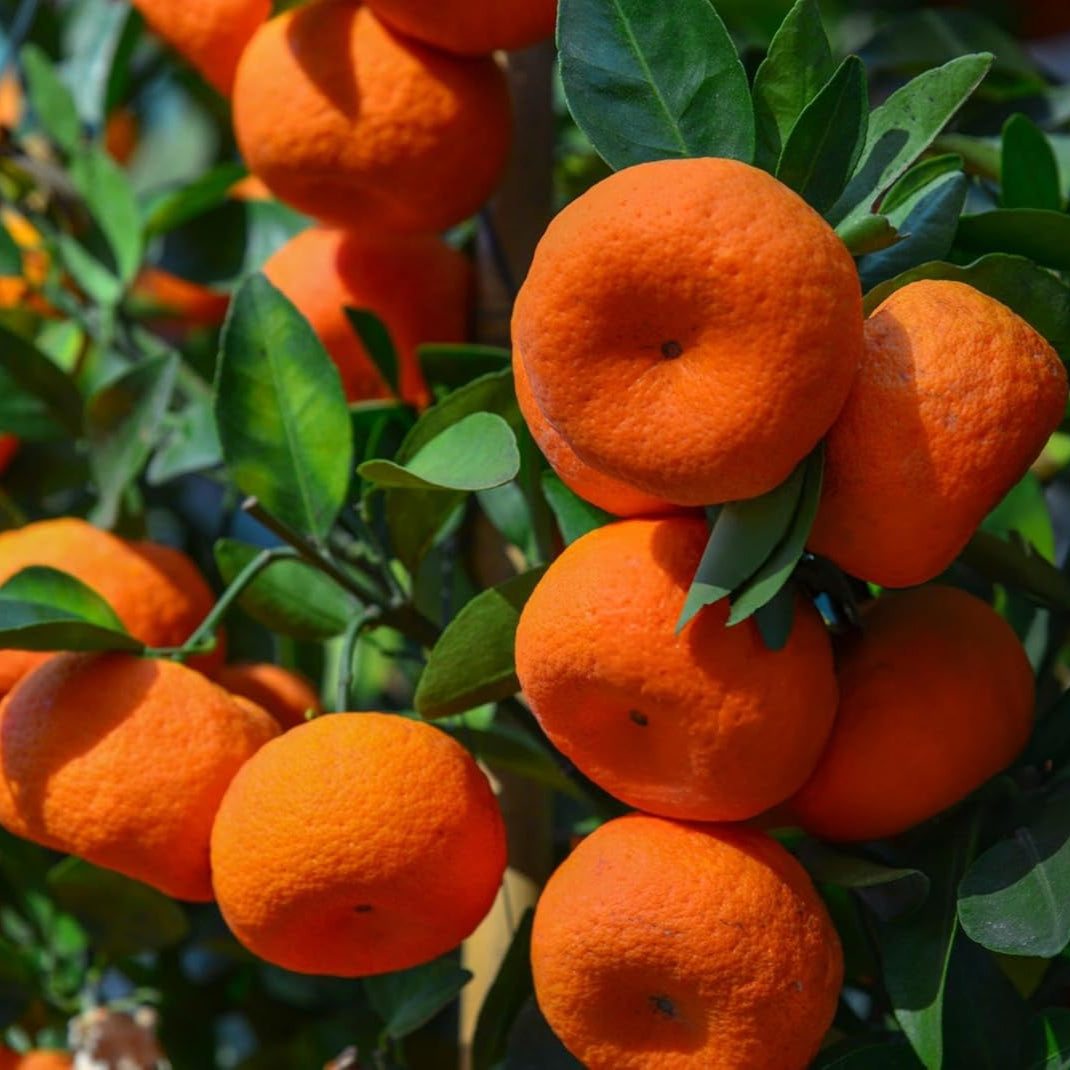 Graines de fruit d'orange sans pépins