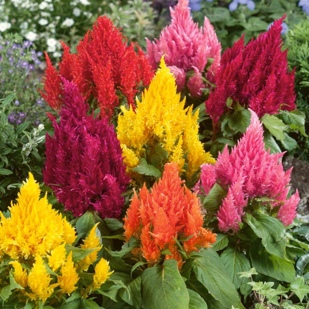 Mixed Celosia Argentea Flower seeds for Planting Wildflower Mix Heirloom & GMO Free Seeds for Home Garden
Sale seeds for home garden planting