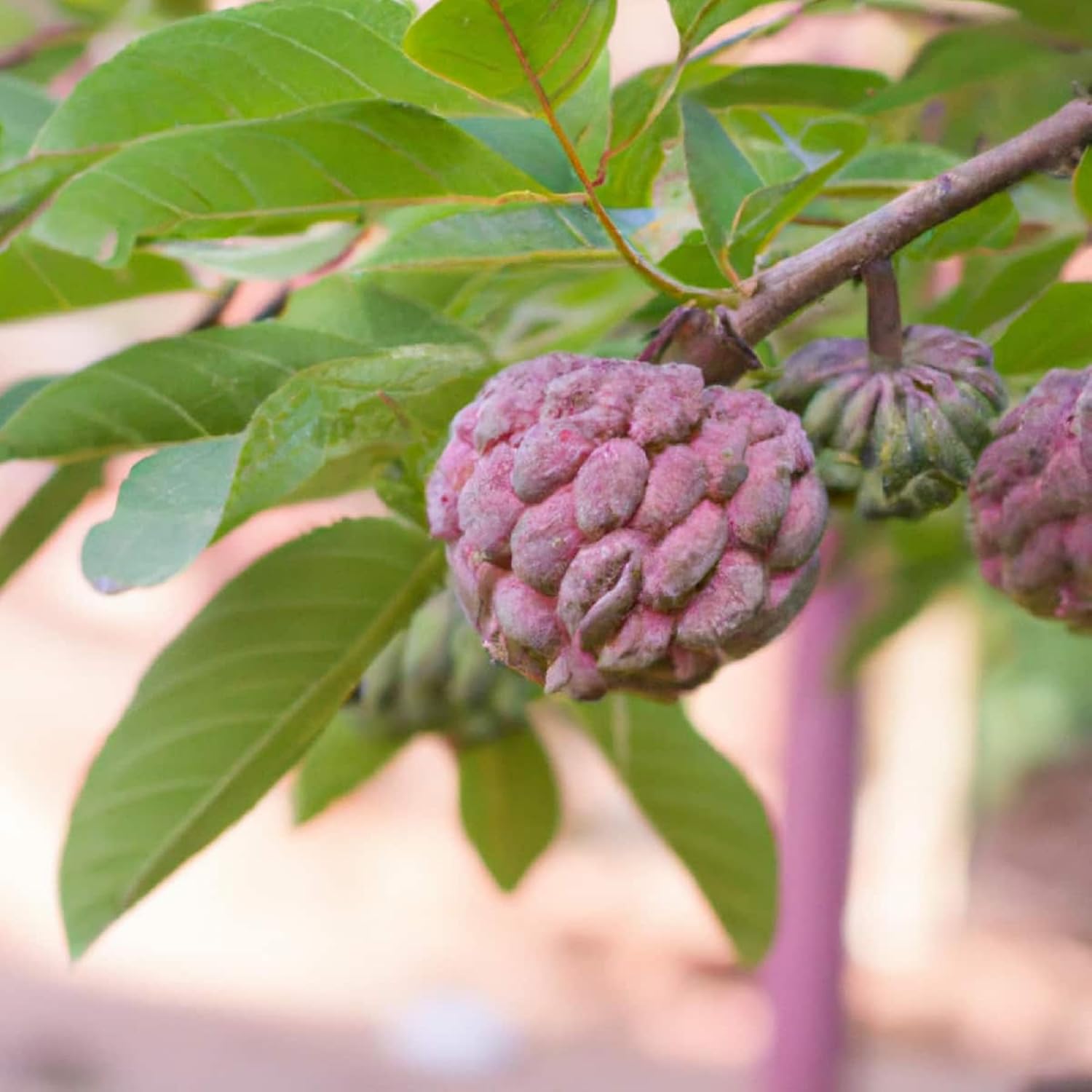 planting custard apple seeds Red Custard Apple Fruit Seeds for Planting – Heirloom, Non-GMO, Tropic – Pure Asia Seeds