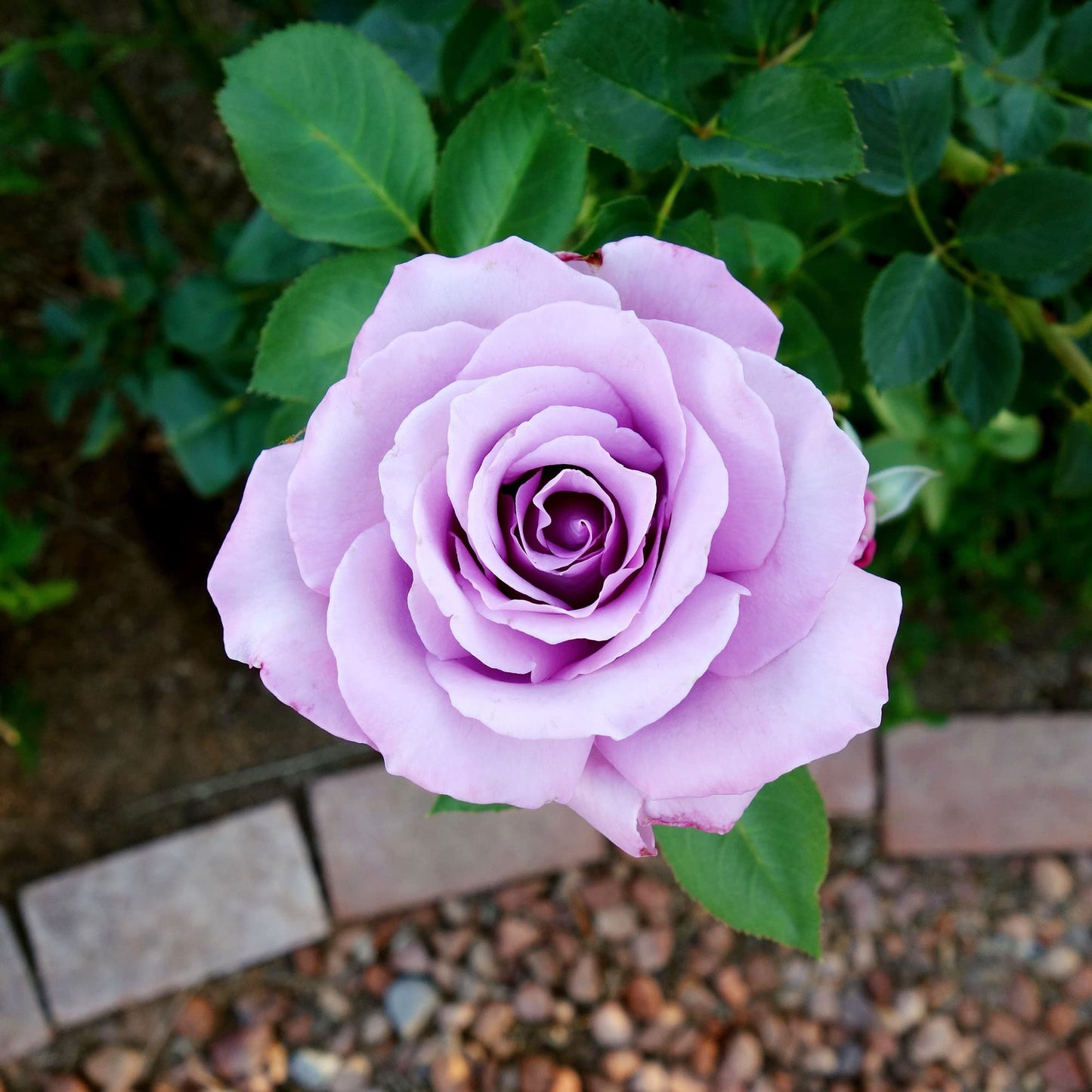 Sterling Silver Rose Flower Seeds