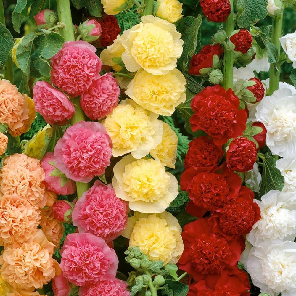 Pink-Orange Hollyhock Flower Seeds