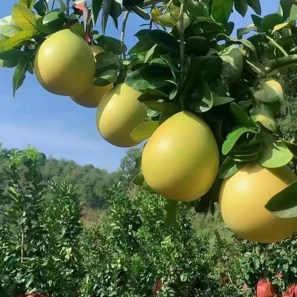 plant pomelo seeds Pomelo Fruit Seeds for Planting – Heirloom, Non-GMO, Easy to Grow, Tro – Pure Asia Seeds