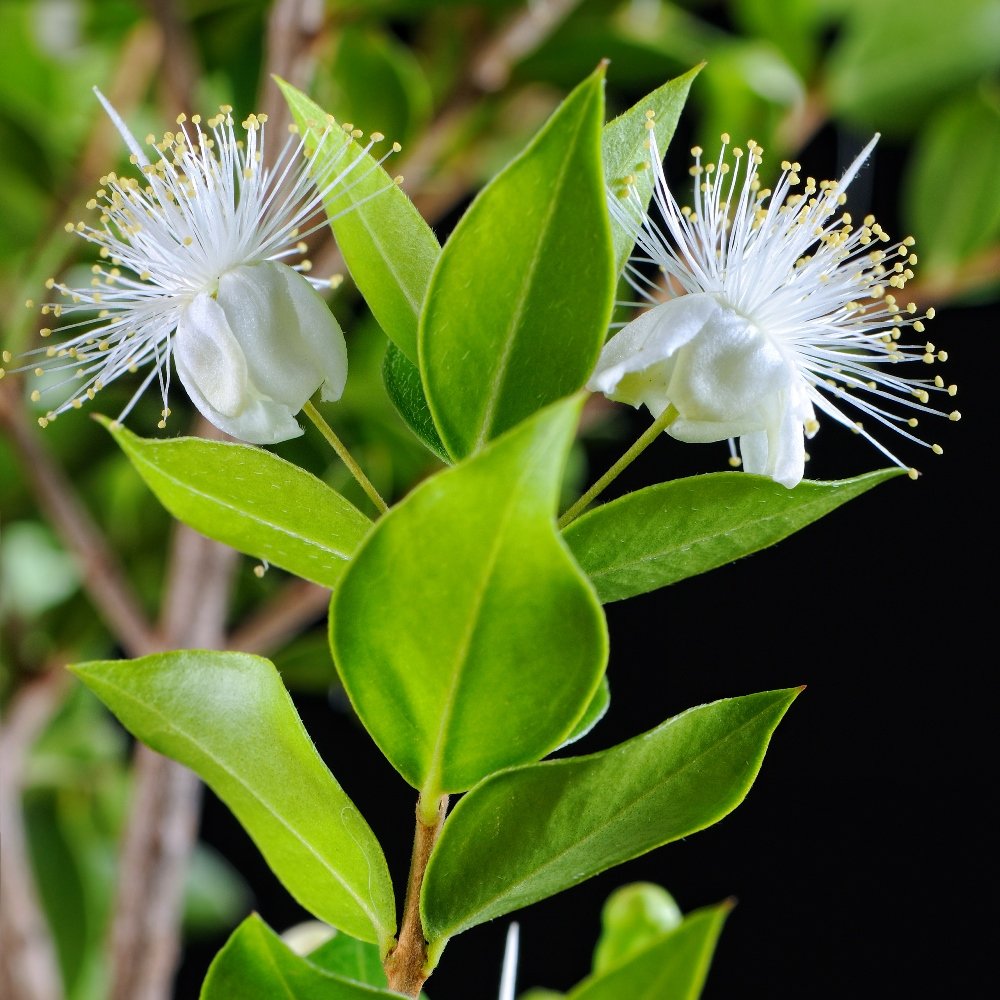 Myrtus Communis Flower Seeds